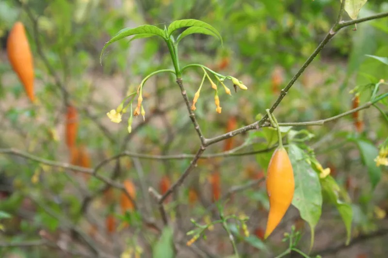 Ibogaine, is it a Cure for&nbsp;Addiction?